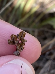 Polygala nuttallii