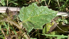 Solanum campanulatum
