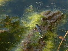 Erythromma viridulum