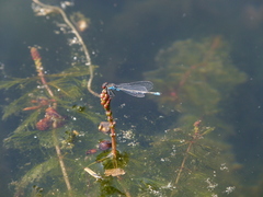 Erythromma viridulum