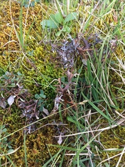 Masonhalea richardsonii