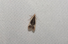 Dichomeris flavocostella