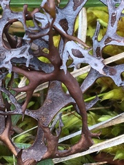 Masonhalea richardsonii