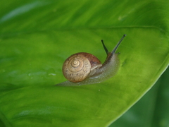 Acusta despecta despecta