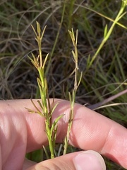 Agalinis decemloba