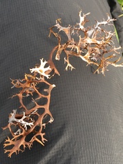 Masonhalea richardsonii