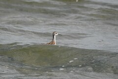 Phalaropus tricolor