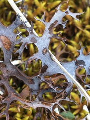 Masonhalea richardsonii