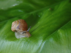 Acusta despecta despecta