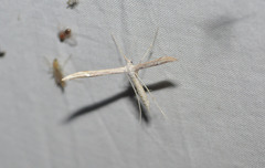 Hellinsia pectodactylus