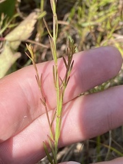 Agalinis decemloba