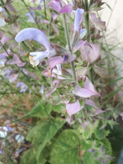 Salvia sclarea