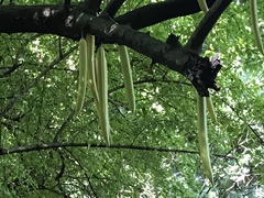 Parmentiera cereifera