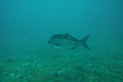 Latridopsis ciliaris