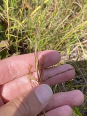 Agalinis decemloba