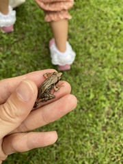 Rana japonica