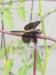 Libellula luctuosa