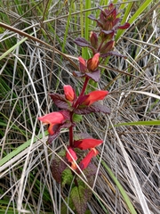 Lamourouxia macrantha