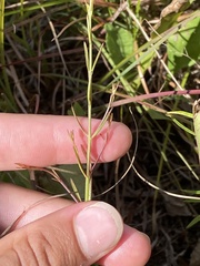 Agalinis decemloba