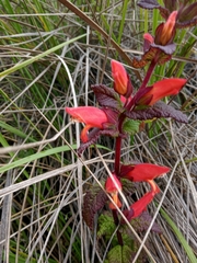 Lamourouxia macrantha