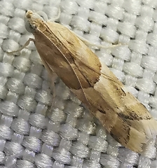 Eublemma parva