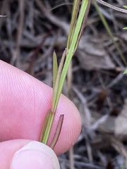 Agalinis decemloba