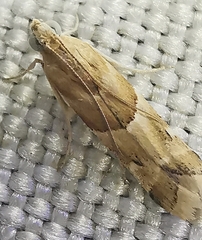 Eublemma parva