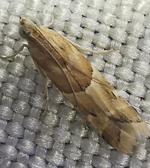 Eublemma parva