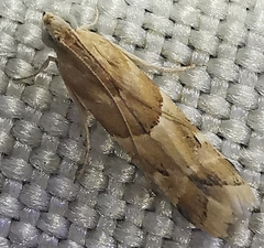 Eublemma parva