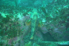 Helicolenus percoides