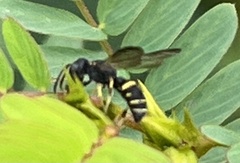 Cerceris
