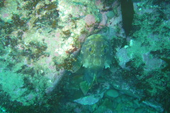 Helicolenus percoides