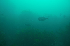 Latridopsis ciliaris