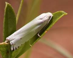 Hystrichophora vestaliana