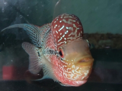 Amphilophus labiatus × cichlasoma trimaculatum