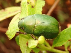 Anomala albopilosa albopilosa