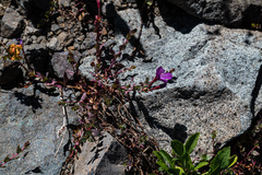 Epilobium obcordatum