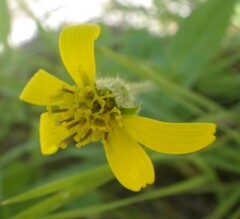 Arnica lanceolata prima