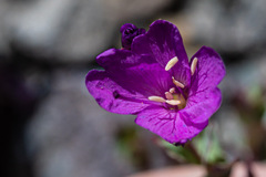 Epilobium obcordatum