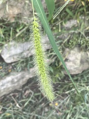Setaria
