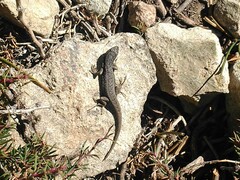 Liolaemus moradoensis