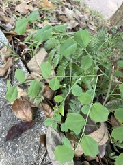 Dalbergia latifolia