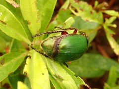 Anomala albopilosa albopilosa