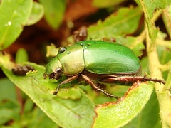 Anomala albopilosa albopilosa