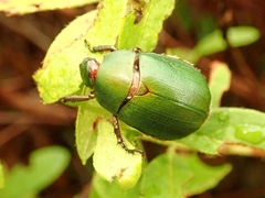 Anomala albopilosa albopilosa