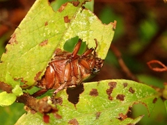 Anomala albopilosa albopilosa