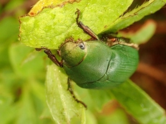Anomala albopilosa albopilosa