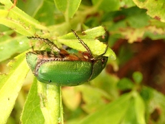 Anomala albopilosa albopilosa