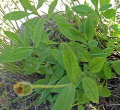 Arnica lanceolata prima