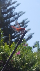 Crocothemis erythraea